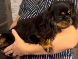À vendre un chiot femelle Cavalier King Charles LOF