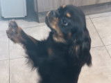 À vendre un chiot femelle Cavalier King Charles LOF