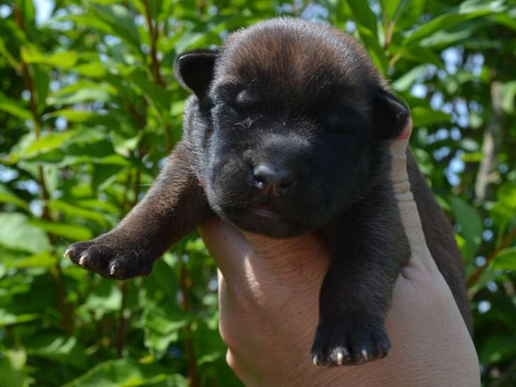 Chiots Berger Belge Malinois LOF à vendre