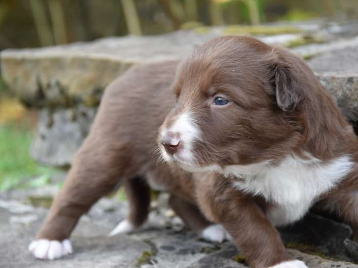Chiots de race Border Collie à vendre (3 femelles & 2 mâles)