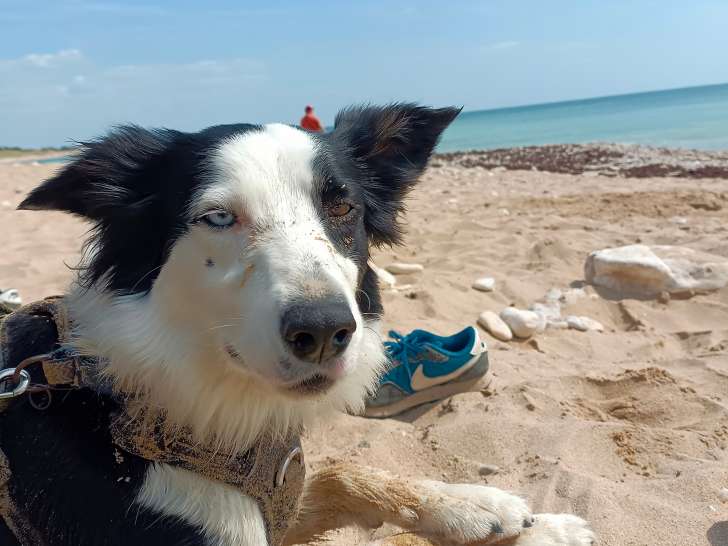Femelle Border Collie disponible pour saillie