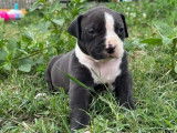 3 chiots American Bullies LOF, &agrave; r&eacute;server