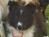 &Agrave; r&eacute;server, 3 chiots Bergers des Shetland LOF