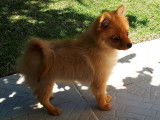 &Agrave; vendre, 1 chiot Spitz m&acirc;le LOF