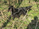 4 chiots Fields Spaniels LOF, à réserver