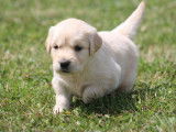 8 chiots Golden Retrievers LOF à réserver