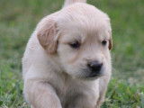 8 chiots Golden Retrievers LOF à réserver