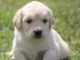 8 chiots Golden Retrievers LOF à réserver