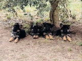 4 chiots Bergers Allemands LOF, à vendre