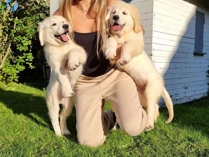 Chiots Golden Retriever LOF d'exception à naître en 2024
