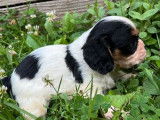 2 chiots Cavaliers King Charles LOF, &agrave; vendre