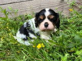 2 chiots Cavaliers King Charles LOF, &agrave; vendre