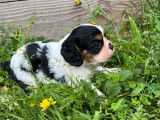 2 chiots Cavaliers King Charles LOF, &agrave; vendre