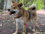 Jeune Shiba disponible pour une saillie