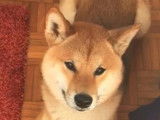 Jeune Shiba disponible pour une saillie