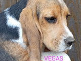 Chiots Beagles LOF &agrave; vendre