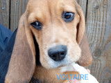 Chiots Beagles LOF &agrave; vendre
