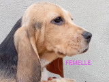 Chiots Beagles LOF &agrave; vendre