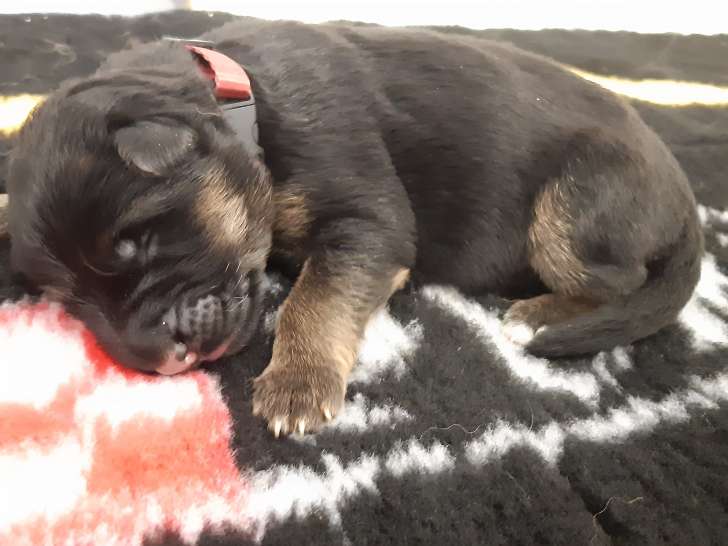 Chiots de race Berger Allemand à Poil Long à vendre (5 femelles & 1 mâle)