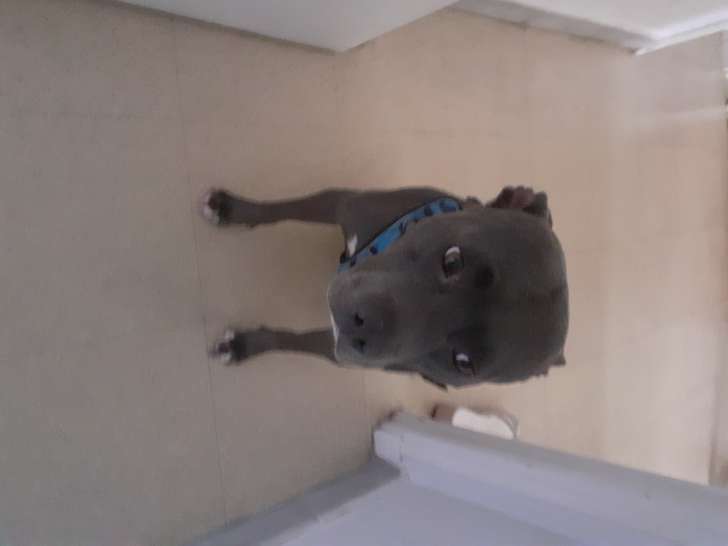 Donne chienne American Staffordshire Terrier