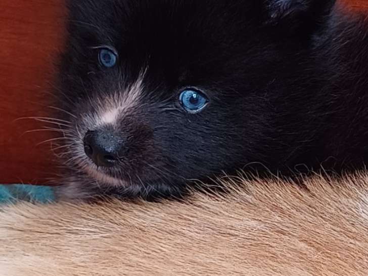 Chiots Pomsky F4 à vendre