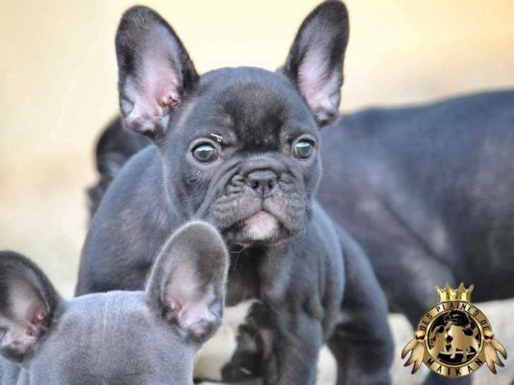 Femelle Bouledogues Français
