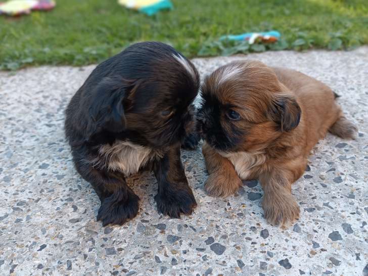Chiots Shih Tzu LOF à vendre