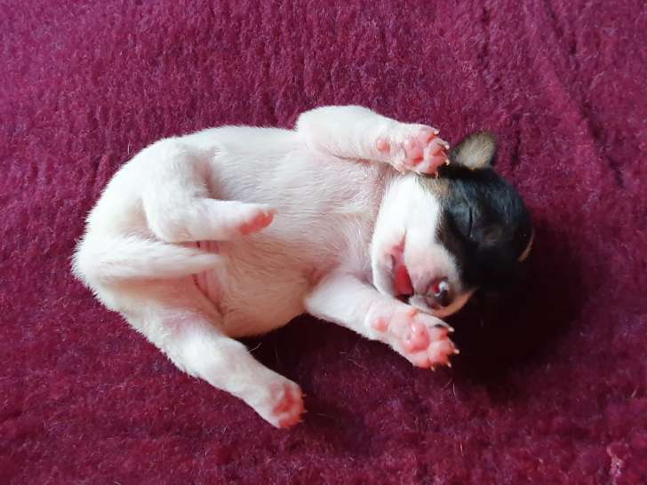 Superbes chiots Jack Russell Terrier LOF à vendre