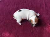 Superbes chiots Jack Russell Terrier LOF à vendre