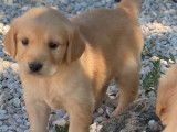 Réservation de chiots Golden Retrievers beiges (LOF)