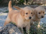 Réservation de chiots Golden Retrievers beiges (LOF)