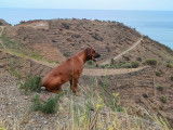 Mâle Rhodesian Ridgeback disponible pour saillie