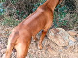 Mâle Rhodesian Ridgeback disponible pour saillie