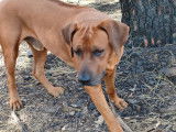 Mâle Rhodesian Ridgeback disponible pour saillie
