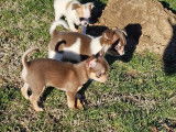 Chiots chihuahua parents lof