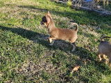 Chiots chihuahua parents lof