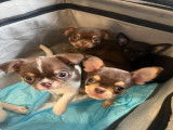 Chiots chihuahua parents lof