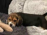 Trois chiots Beagles mâles tricolores (LOF), à vendre