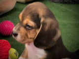 Trois chiots Beagles mâles tricolores (LOF), à vendre