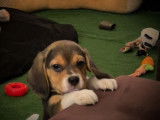 Trois chiots Beagles mâles tricolores (LOF), à vendre