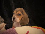 Trois chiots Beagles mâles tricolores (LOF), à vendre
