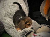 Trois chiots Beagles mâles tricolores (LOF), à vendre
