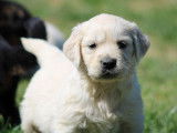 Chiots Golden Retrievers beiges (LOF), à réserver