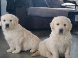 Chiots Golden Retrievers beiges (LOF), à réserver