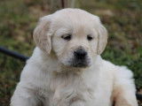 Chiots Golden Retrievers beiges (LOF), à réserver