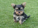 À réserver : 5 chiots Yorkshire Terriers LOF