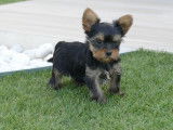 À réserver : 5 chiots Yorkshire Terriers LOF