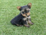 À réserver : 5 chiots Yorkshire Terriers LOF