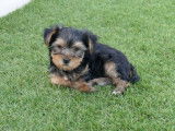 À réserver : 5 chiots Yorkshire Terriers LOF
