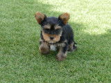 À réserver : 5 chiots Yorkshire Terriers LOF